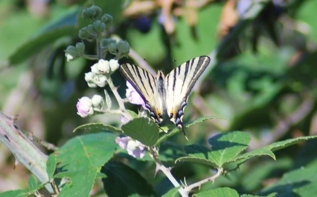 Sconosciuta - Iphiclides podalirius